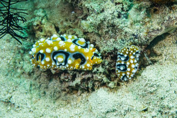 Ocellate Phyllidia - Photo 1