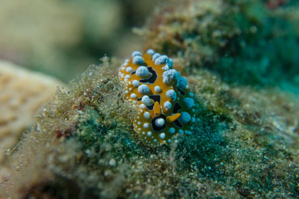Ocellate Phyllidia