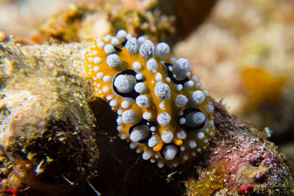Ocellate Phyllidia
