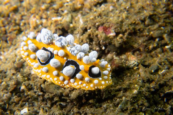 Ocellate Phyllidia