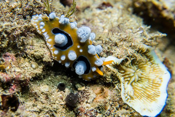 Ocellate Phyllidia - Photo 7