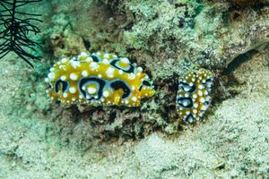 Phyllidia representative species