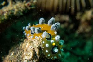 Ocellate Phyllidia
