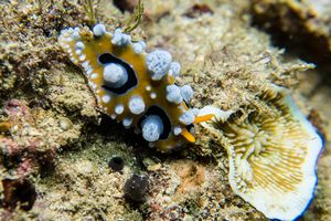 Ocellate Phyllidia