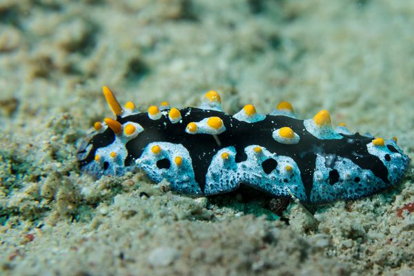 Painted Phyllidia