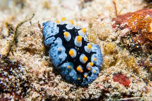 Painted Phyllidia