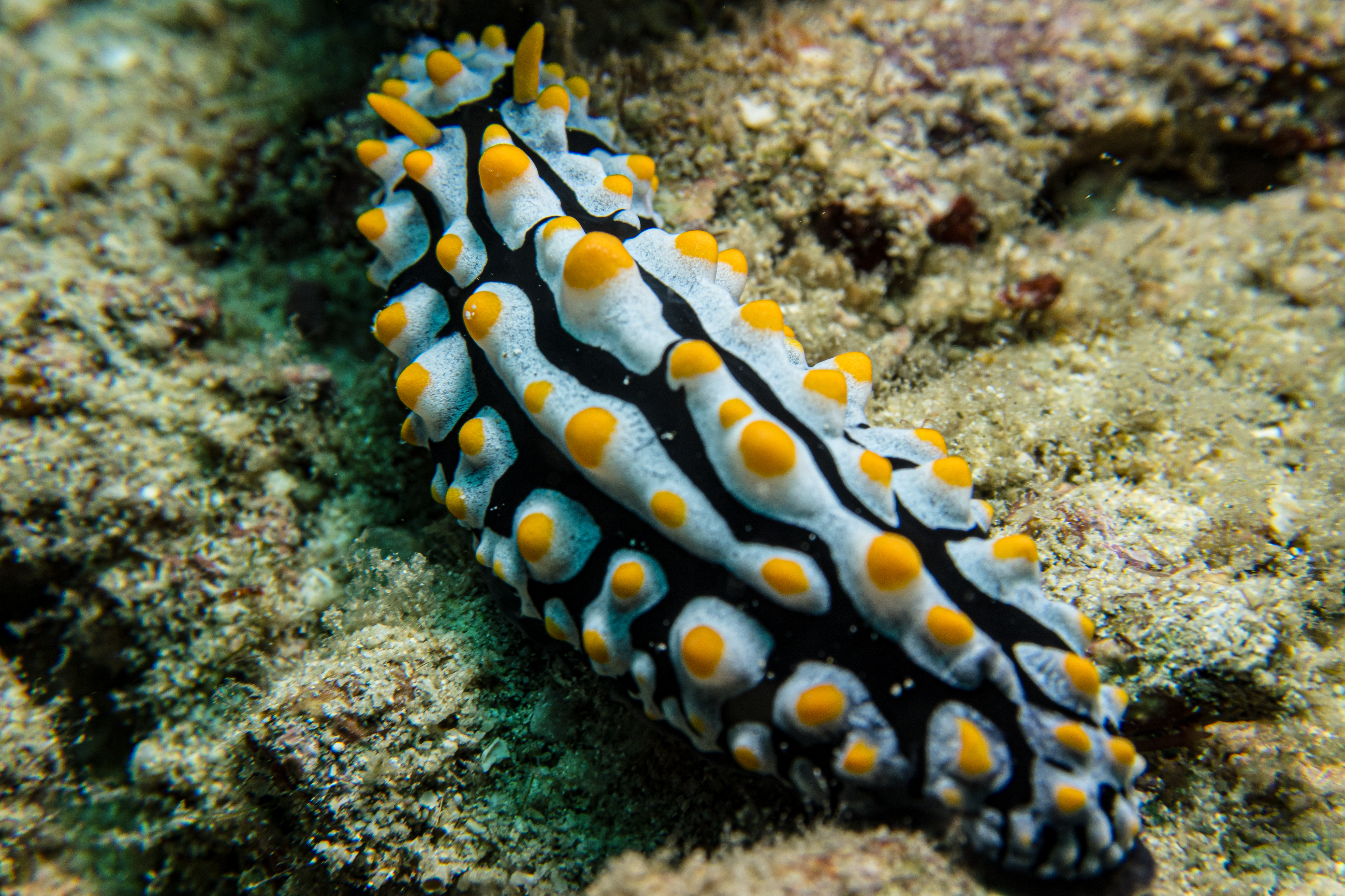 Varicose Wart Slug