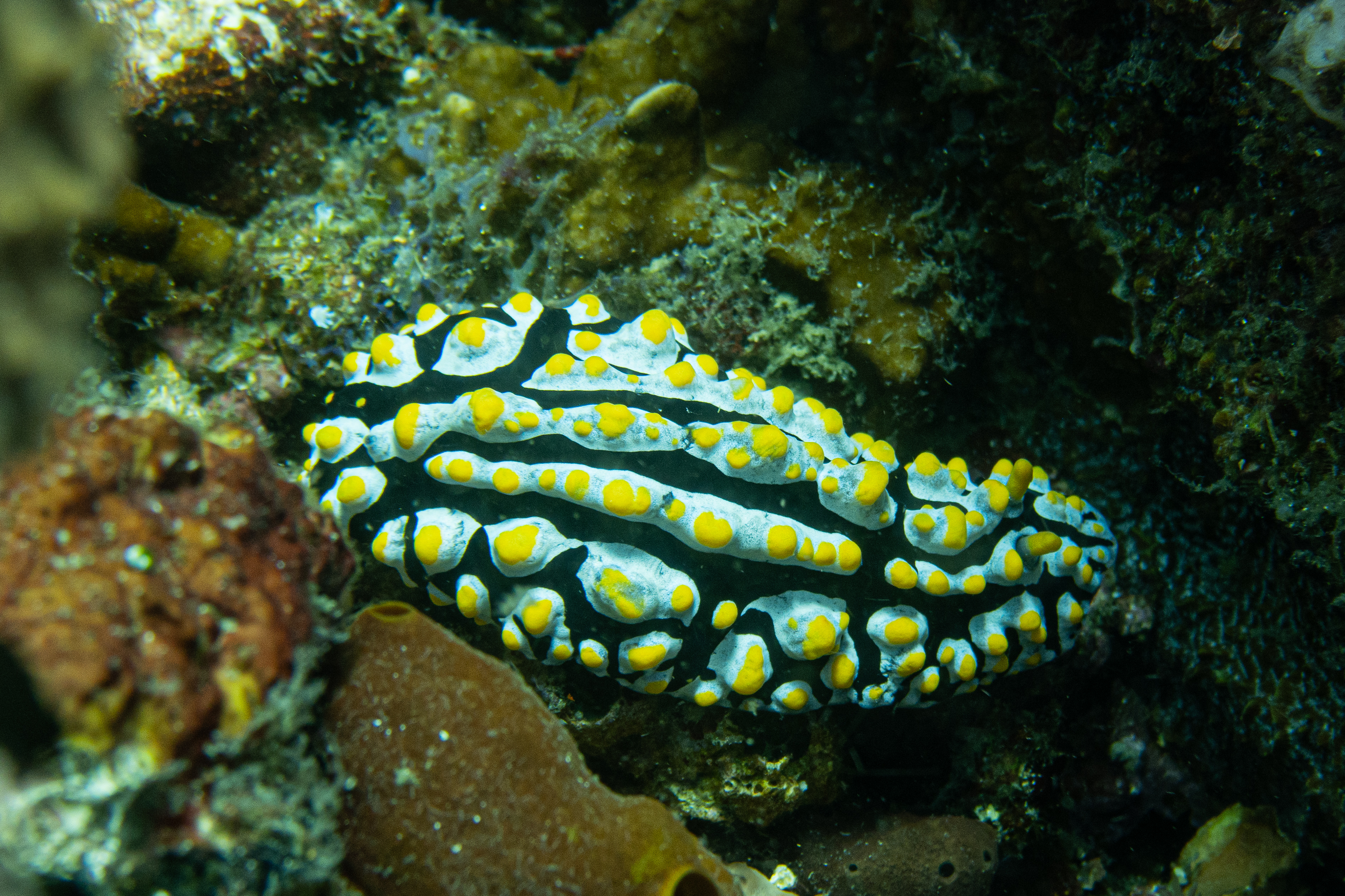 Varicose Wart Slug