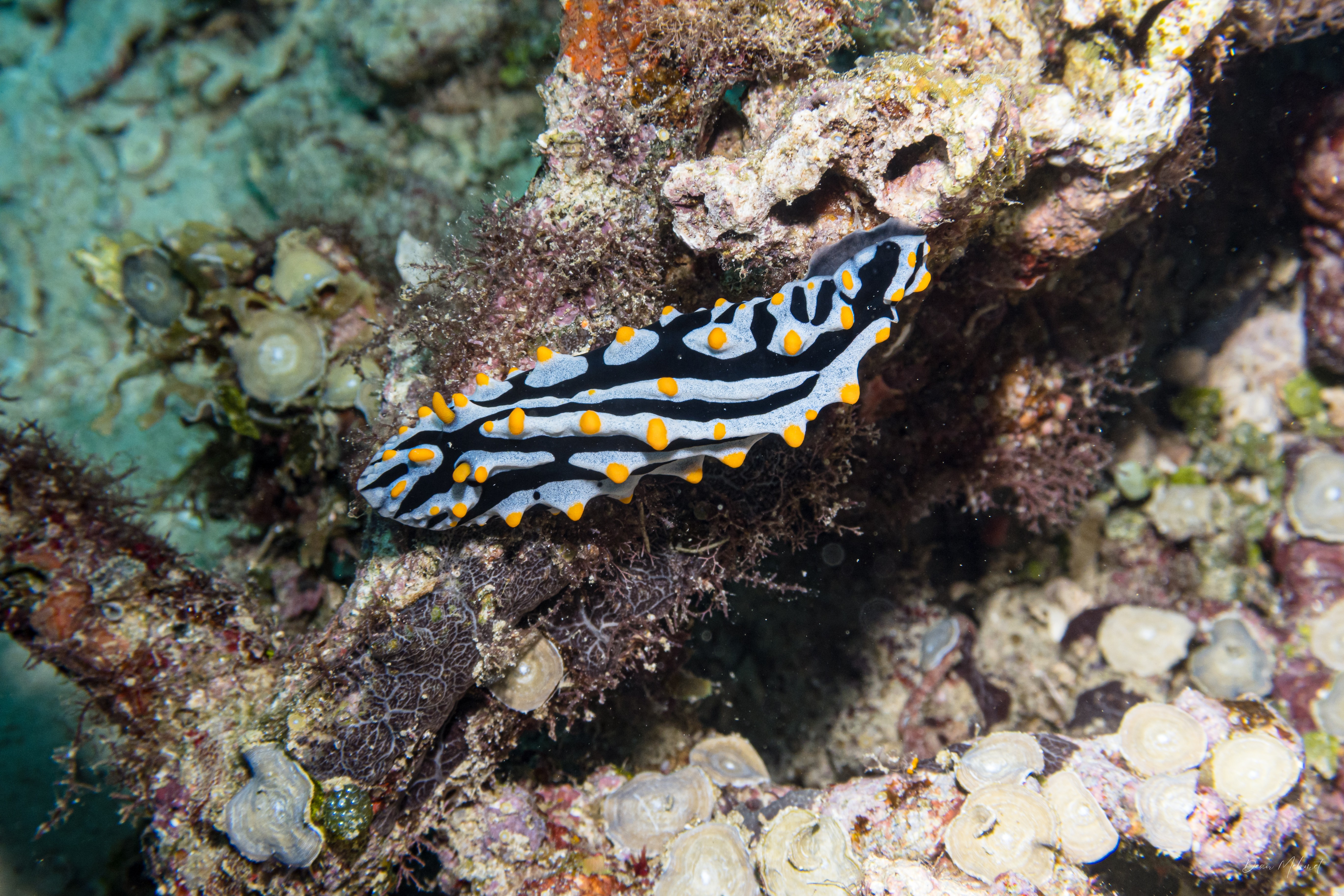Varicose Wart Slug