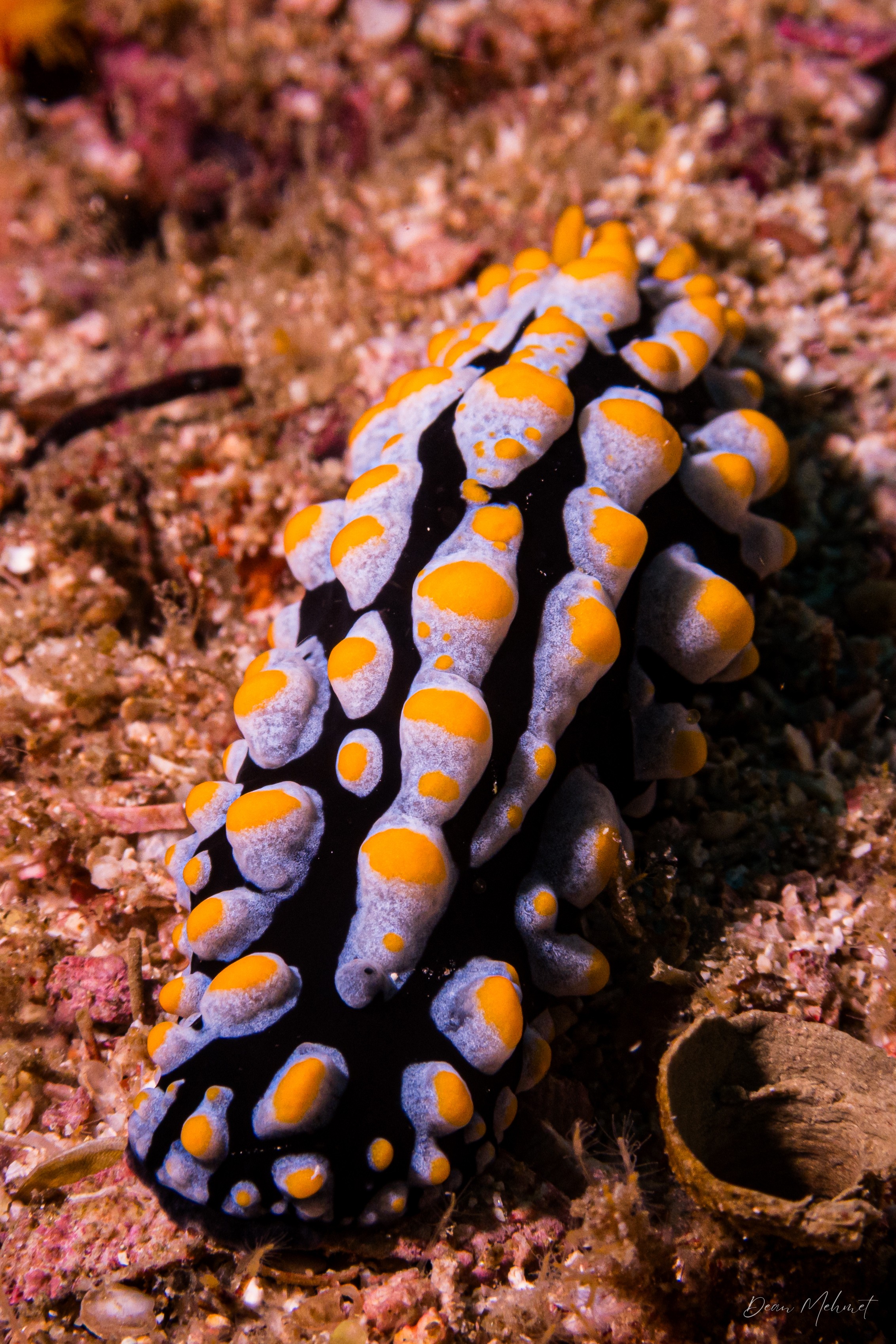 Varicose Wart Slug