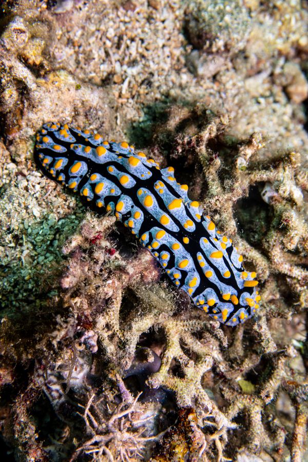 Varicose Wart Slug