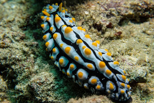 Varicose Wart Slug - Photo 2
