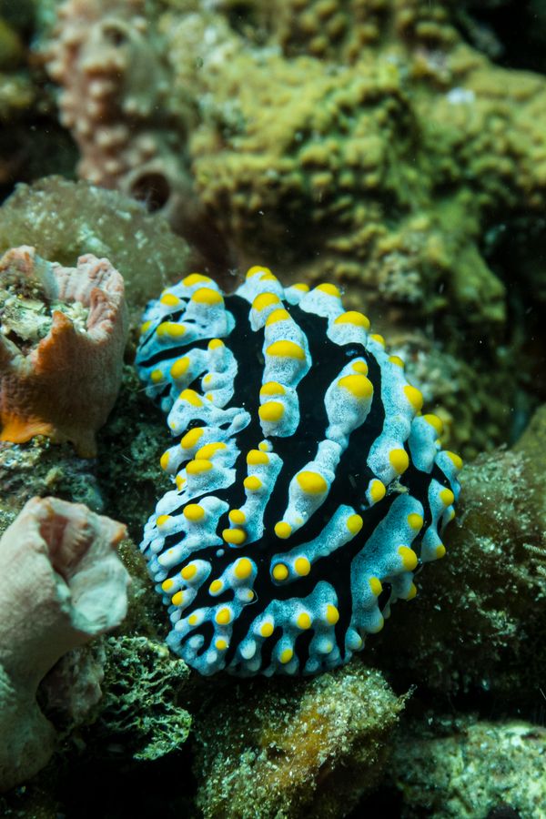 Varicose Wart Slug - Photo 3