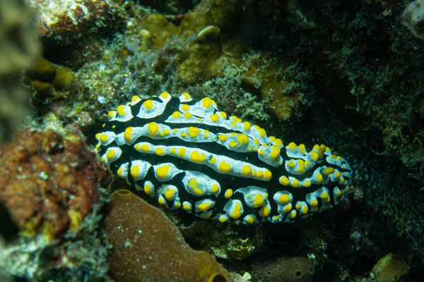 Varicose Wart Slug - Photo 4