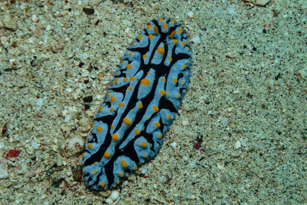Varicose Wart Slug - Puerto Galera - 9 June 2025 - Dive 0