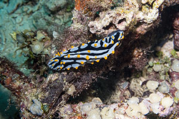 Varicose Wart Slug