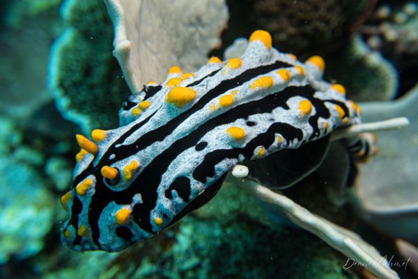 Varicose Wart Slug - Tawali, PNG - 17 July 2026 - Dive 1 - Coral Garden