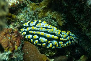 Varicose Wart Slug