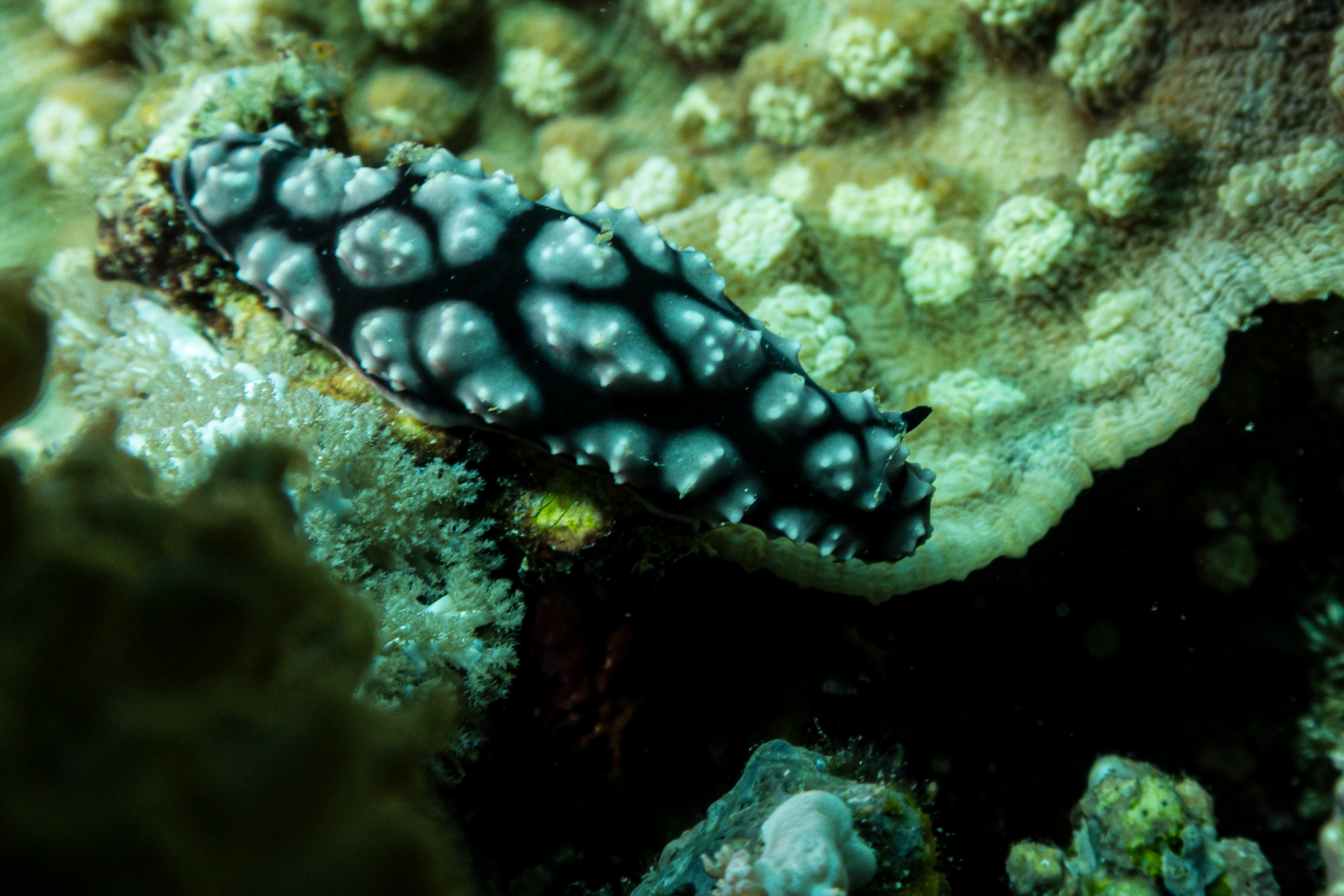 Pustulose Wart Slug