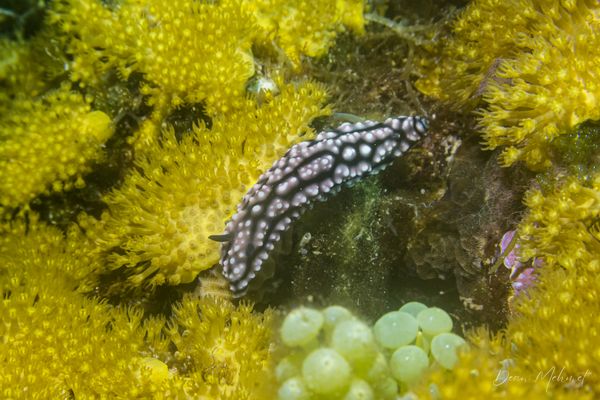 Pustulose Wart Slug - Dauin - 7 June 2026 - Dive 1 - Largahan