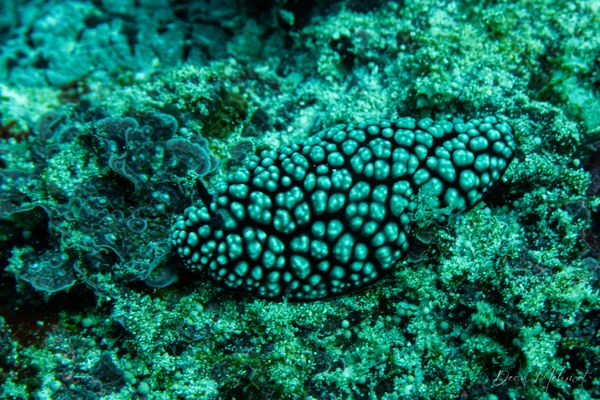 Pustulose Wart Slug - Amed, Bali - 4 July 2026 - Dive 1 - Manta Point