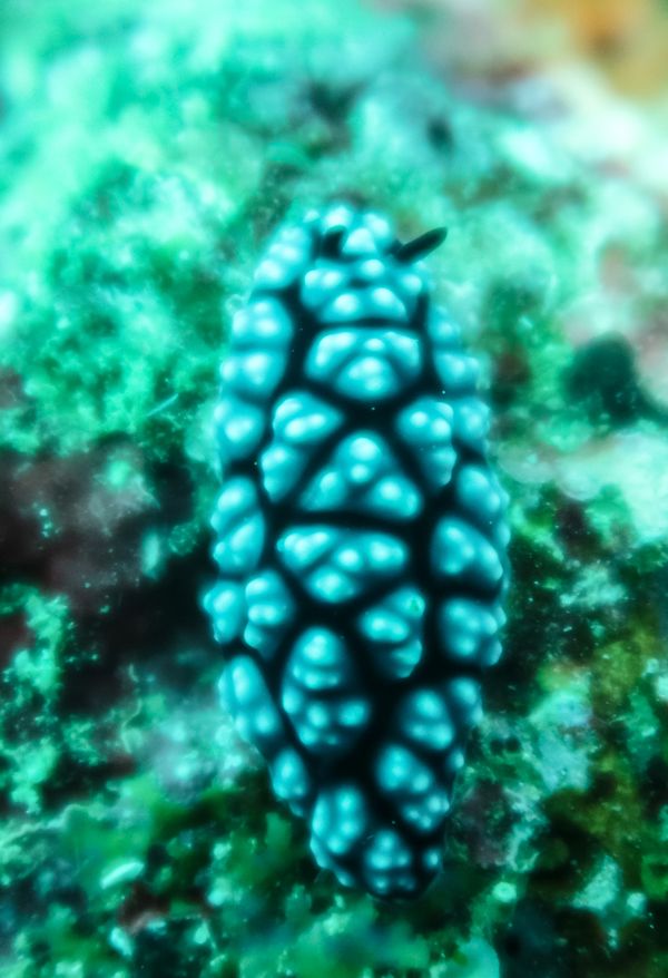 Pustulose Wart Slug - Anilao - 12 June 2025 - Dive 1