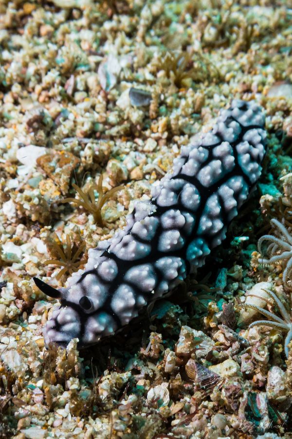 Pustulose Wart Slug - Photo 8