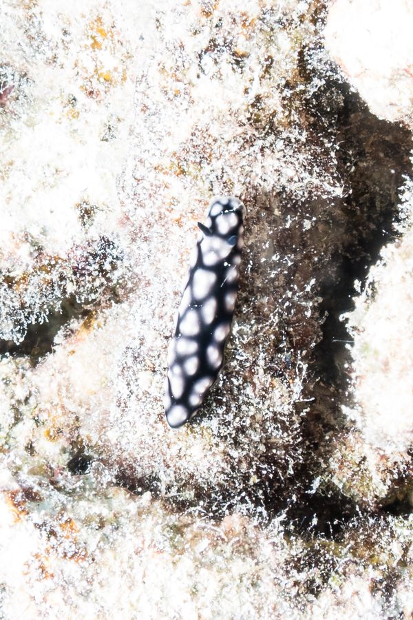 Pustulose Wart Slug - Espiritu Santo, Vanuatu - 10 August 2025 - Dive 11 - Bokissa Reef