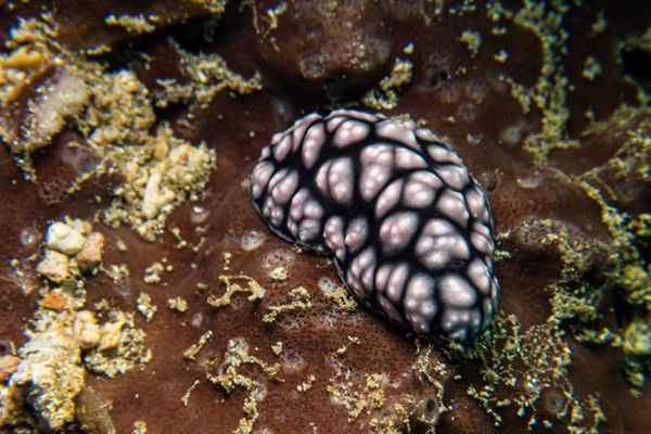 Pustulose Wart Slug - Photo 11