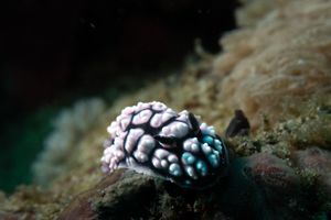 Pustulose Wart Slug