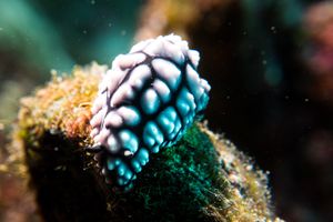 Pustulose Wart Slug