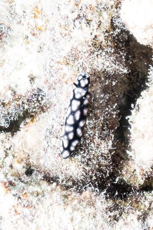 Pustulose Wart Slug