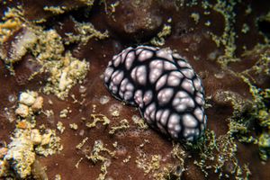 Pustulose Wart Slug