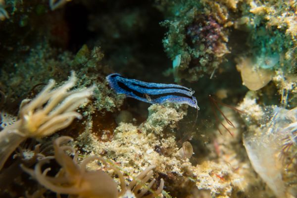 Anne's Phyllidiopsis