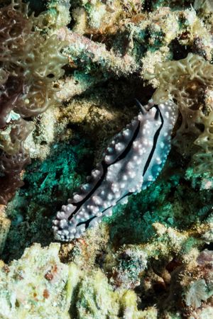 Krempf's Phyllidiopsis