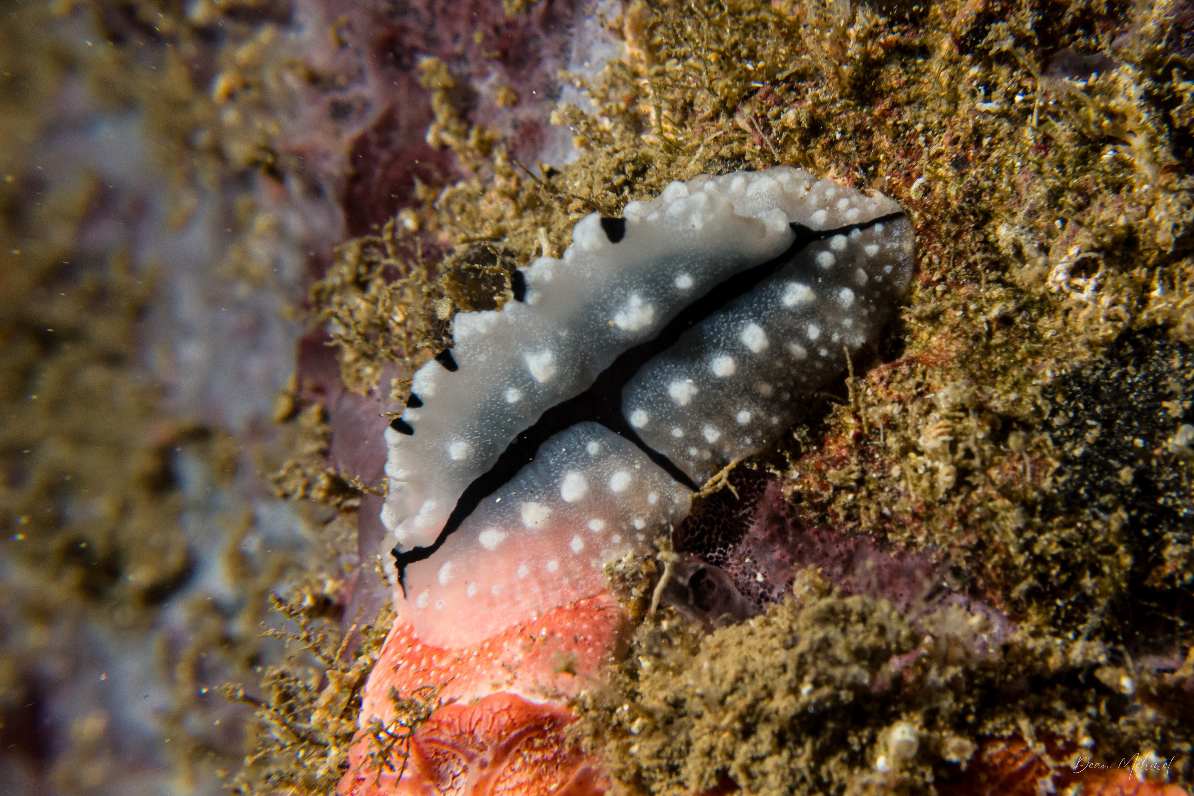 Shireen's Phyllidiopsis