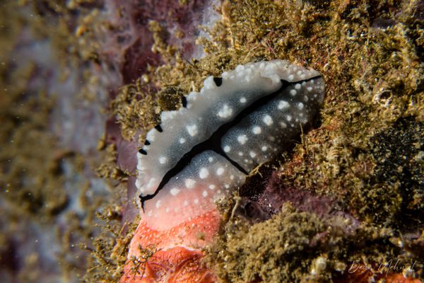Shireen's Phyllidiopsis - Tawali, PNG - 17 July 2026 - Dive 2 - Deacon's