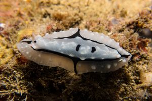 Shireen's Phyllidiopsis
