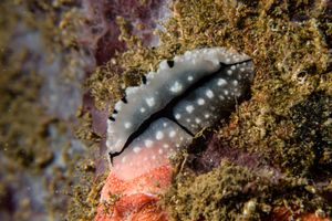 Shireen's Phyllidiopsis