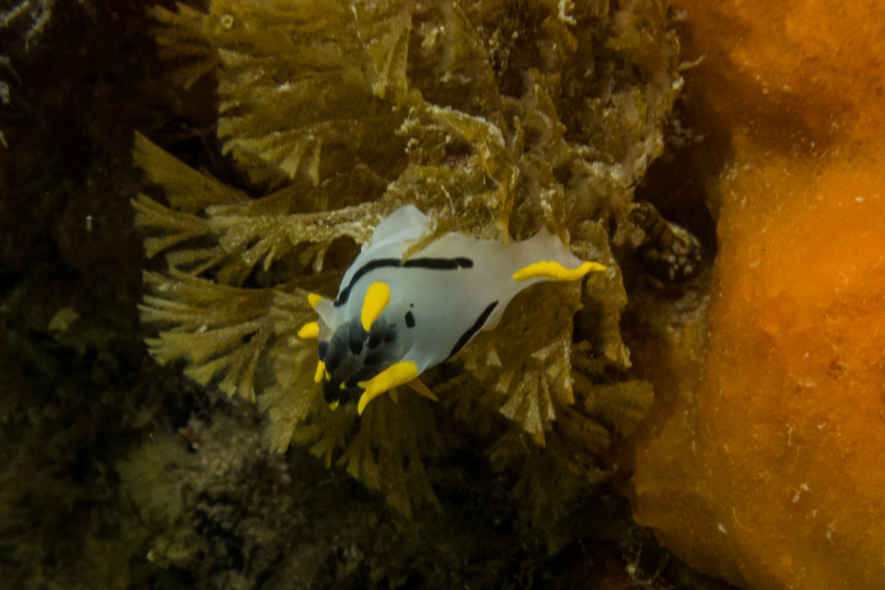 crowned nudibranch