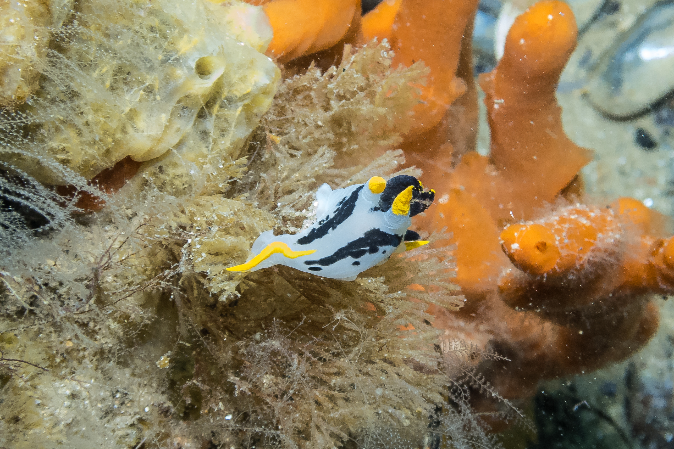 crowned nudibranch