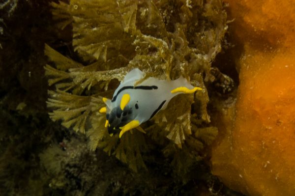 crowned nudibranch - Photo 2