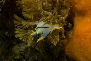 crowned nudibranch