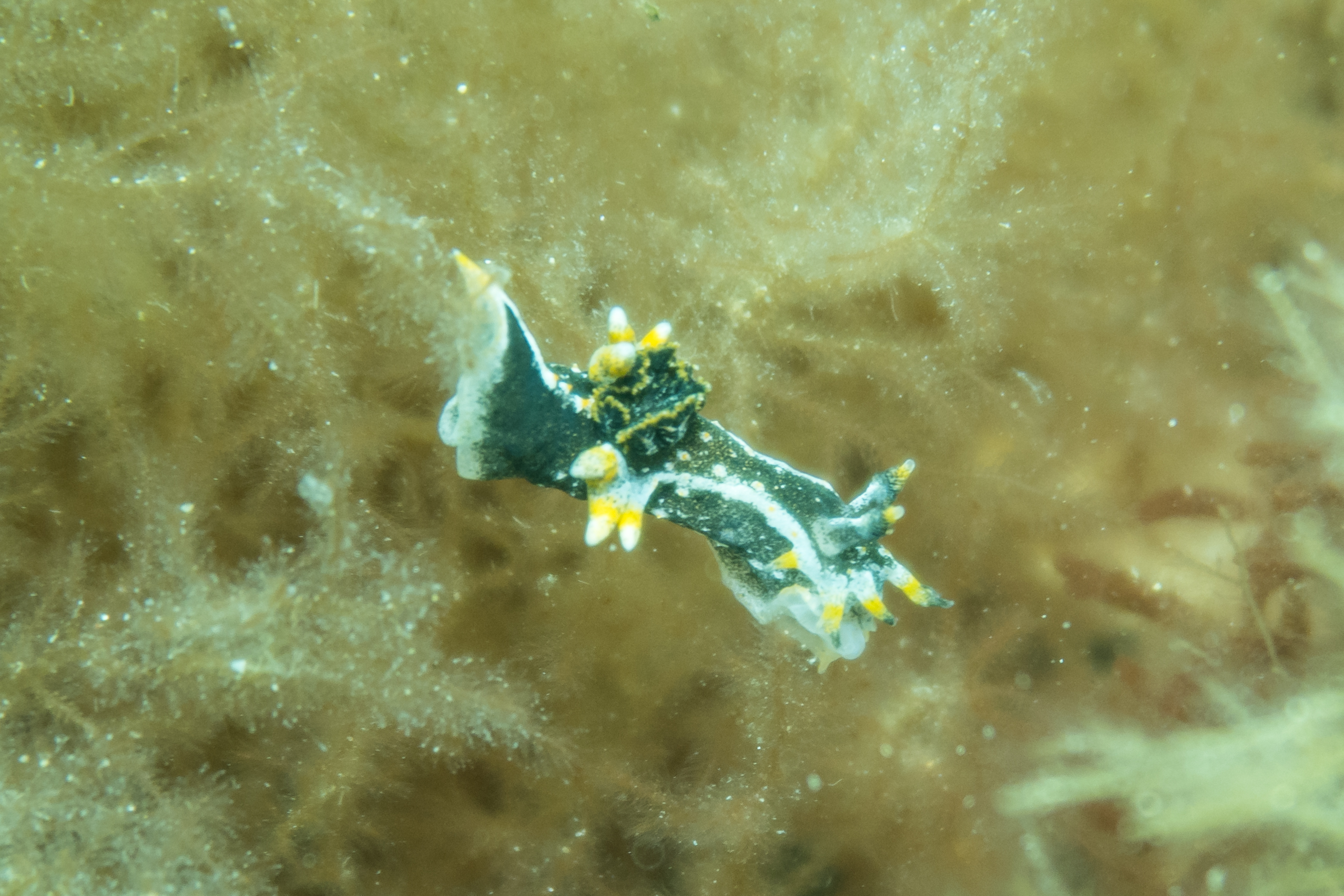 Hedgpeth's Dorid