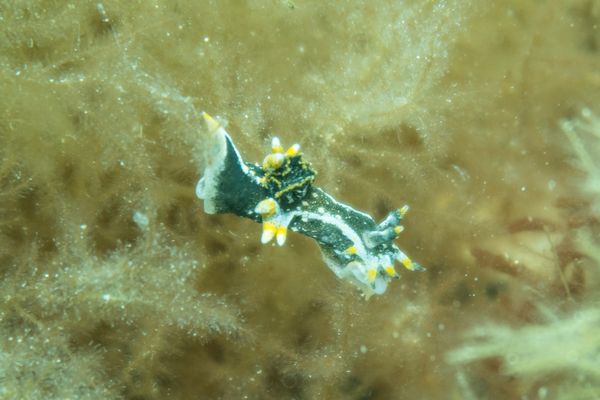 Hedgpeth's Dorid