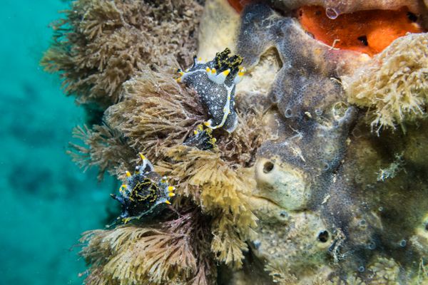 Hedgpeth's Dorid