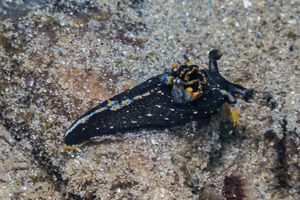 Hedgpeth's Dorid
