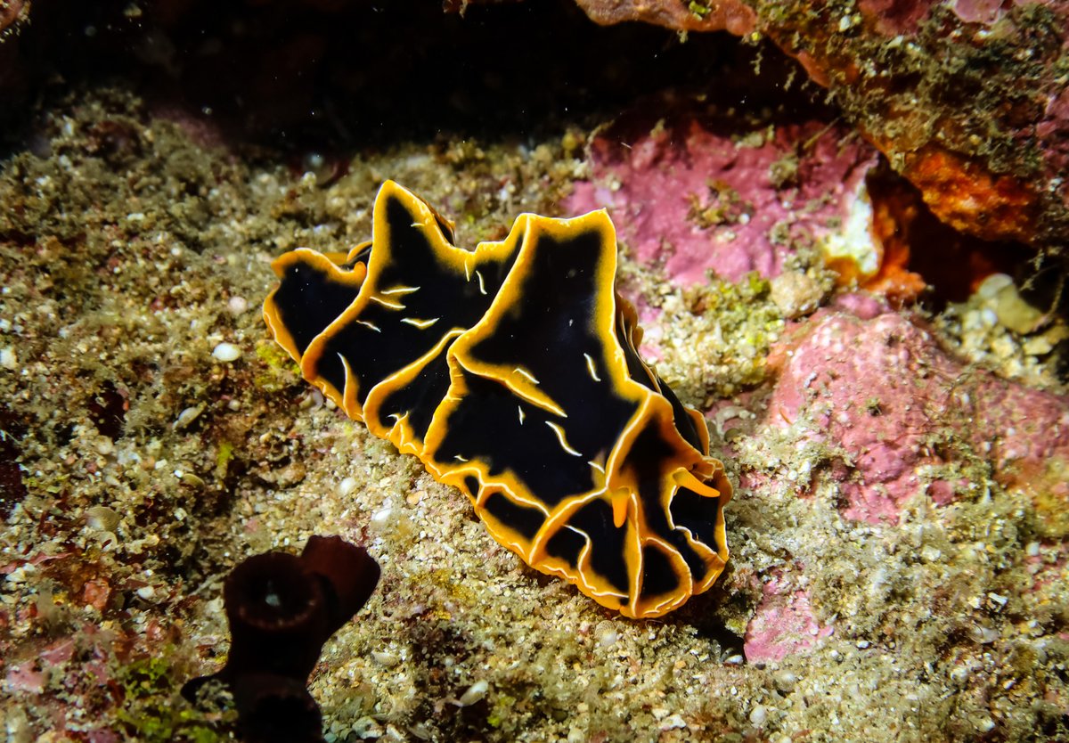 Chocolate Mango Nudibranch hero image