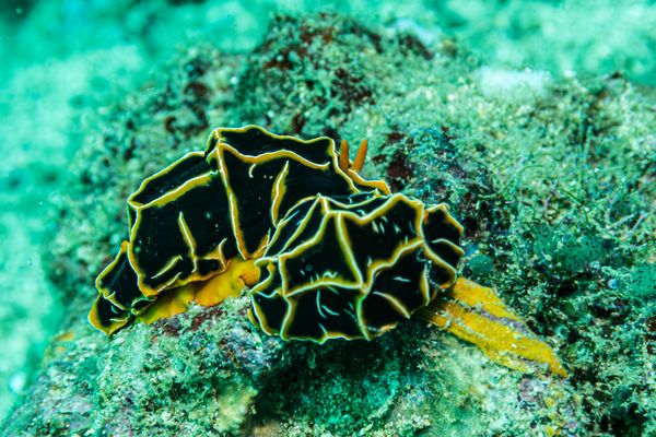 Chocolate Mango Nudibranch - Photo 2