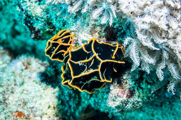 Chocolate Mango Nudibranch